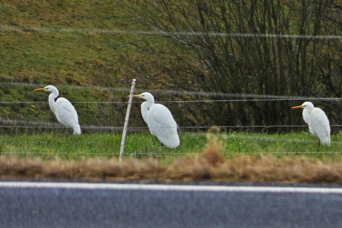 Silberreiher stehen auf einer Weide nahe Merkholtz am Stra�enrand. 07.02.2026