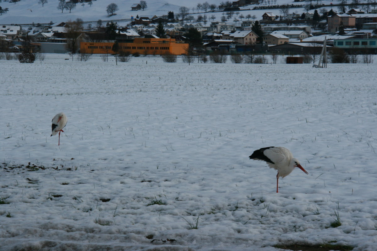 Sind Schweizer Strche hrter oder fauler als andere Strche?! Vier Weistrche stehen tglich im Schnee auf einer groe Wiese neben einem Wohnquartier am Rand von Ennetbrgen (NW). Die Anwohner fttern sie durch den Winter. Als Hobbyornithologe wei ich das Vgel sehr wiederstandsfhig sind. Wir beobachten das bei den Nandus in Norddeutschland. Aber sie mssen fressen, fressen, fressen! Fehlt ihnen die Nahrungsgrundlage, kommt das schnelle Ende! Ennentbrgen, 30.01.2015