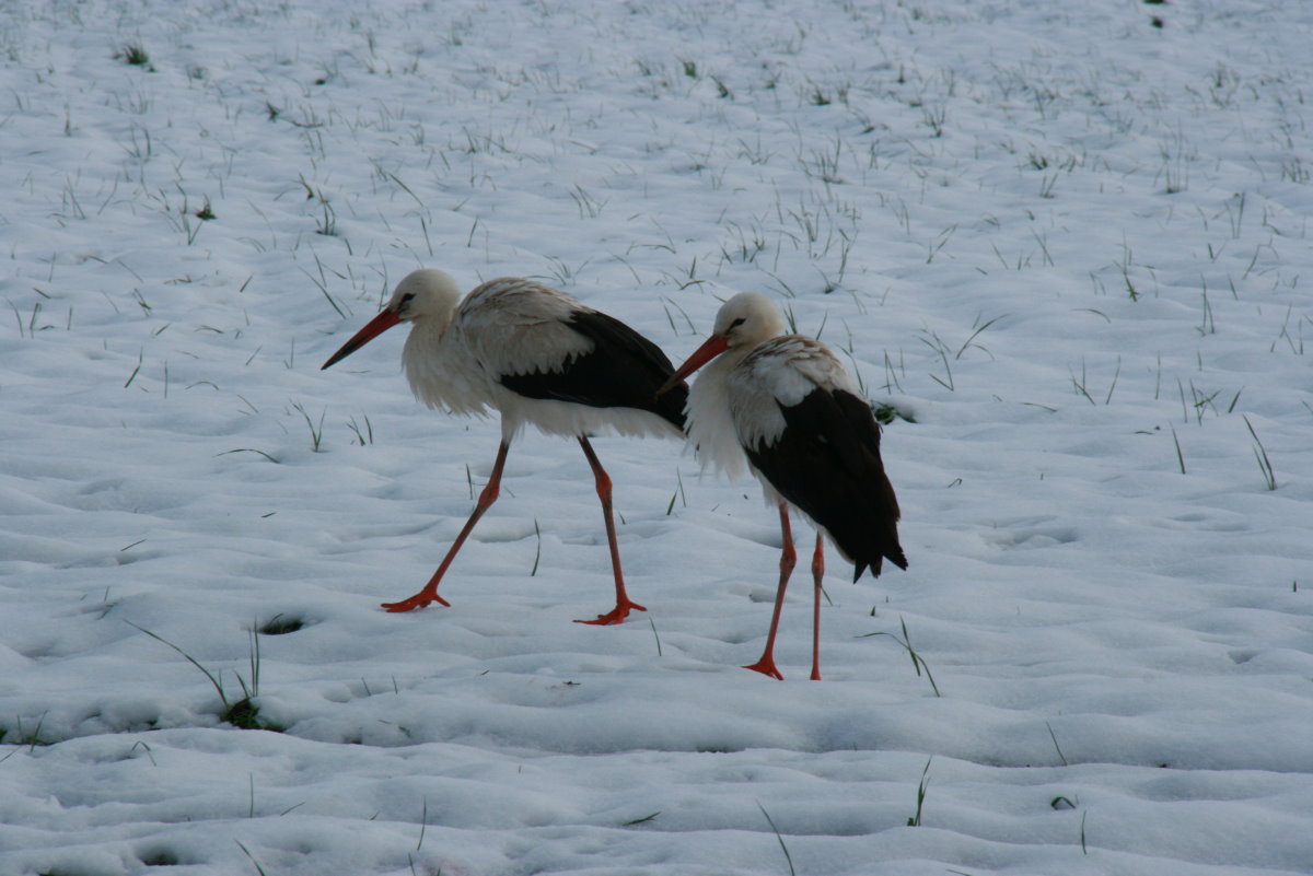 Sind Schweizer Strche hrter oder fauler als andere Strche?! Vier Weistrche stehen tglich im Schnee auf einer groe Wiese neben einem Wohnquartier am Rand von Ennetbrgen (NW). Die Anwohner fttern sie durch den Winter. Als Hobbyornithologe wei ich das Vgel sehr wiederstandsfhig sind. Wir beobachten das bei den Nandus in Norddeutschland. Aber sie mssen fressen, fressen, fressen! Fehlt ihnen die Nahrungsgrundlage, kommt das schnelle Ende! Ennentbrgen, 30.01.2015