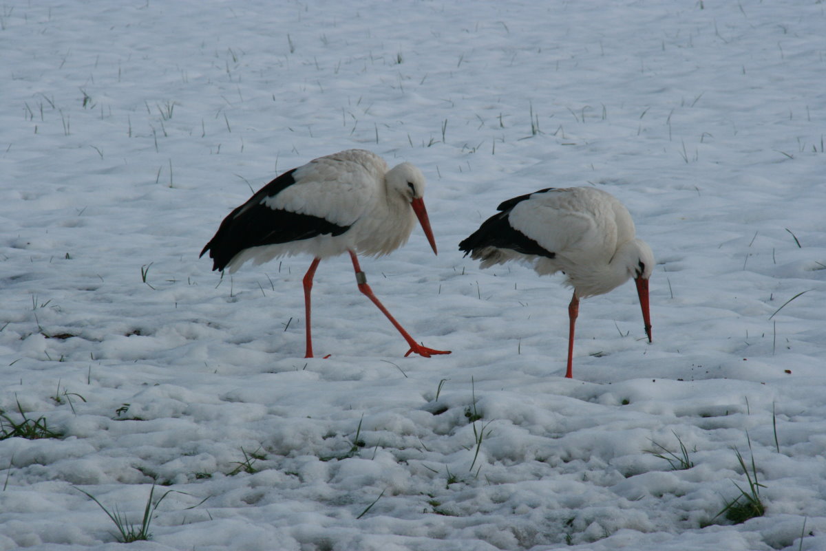 Sind Schweizer Strche hrter oder fauler als andere Strche?! Vier Weistrche stehen tglich im Schnee auf einer groe Wiese neben einem Wohnquartier am Rand von Ennetbrgen (NW). Die Anwohner fttern sie durch den Winter. Als Hobbyornithologe wei ich das Vgel sehr wiederstandsfhig sind. Wir beobachten das bei den Nandus in Norddeutschland. Aber sie mssen fressen, fressen, fressen! Fehlt ihnen die Nahrungsgrundlage, kommt das schnelle Ende! Ennentbrgen, 30.01.2015