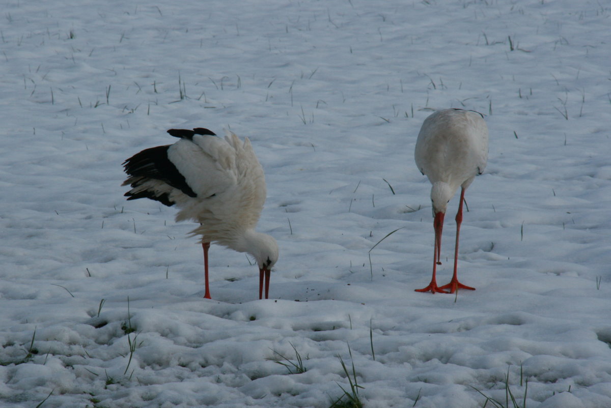 Sind Schweizer Strche hrter oder fauler als andere Strche?! Vier Weistrche stehen tglich im Schnee auf einer groe Wiese neben einem Wohnquartier am Rand von Ennetbrgen (NW). Die Anwohner fttern sie durch den Winter. Als Hobbyornithologe wei ich das Vgel sehr wiederstandsfhig sind. Wir beobachten das bei den Nandus in Norddeutschland. Aber sie mssen fressen, fressen, fressen! Fehlt ihnen die Nahrungsgrundlage, kommt das schnelle Ende! Ennentbrgen, 30.01.2015