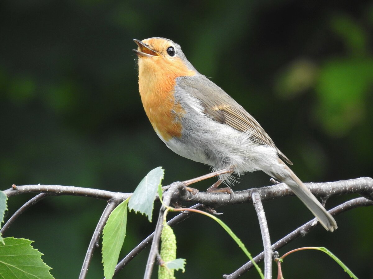 SINGENDES ROTKEHLCHEN AM SIEGUFER-VOGEL DES JAHRES 2021

Wozu eine Auszeichnung doch gut ist....so hab ich doch gelernt,dass der lauthals singende Geselle zur Familie der  Fliegenschnpper  gehort...
am 5.6.2021 in Niederschelden/Sieg.....