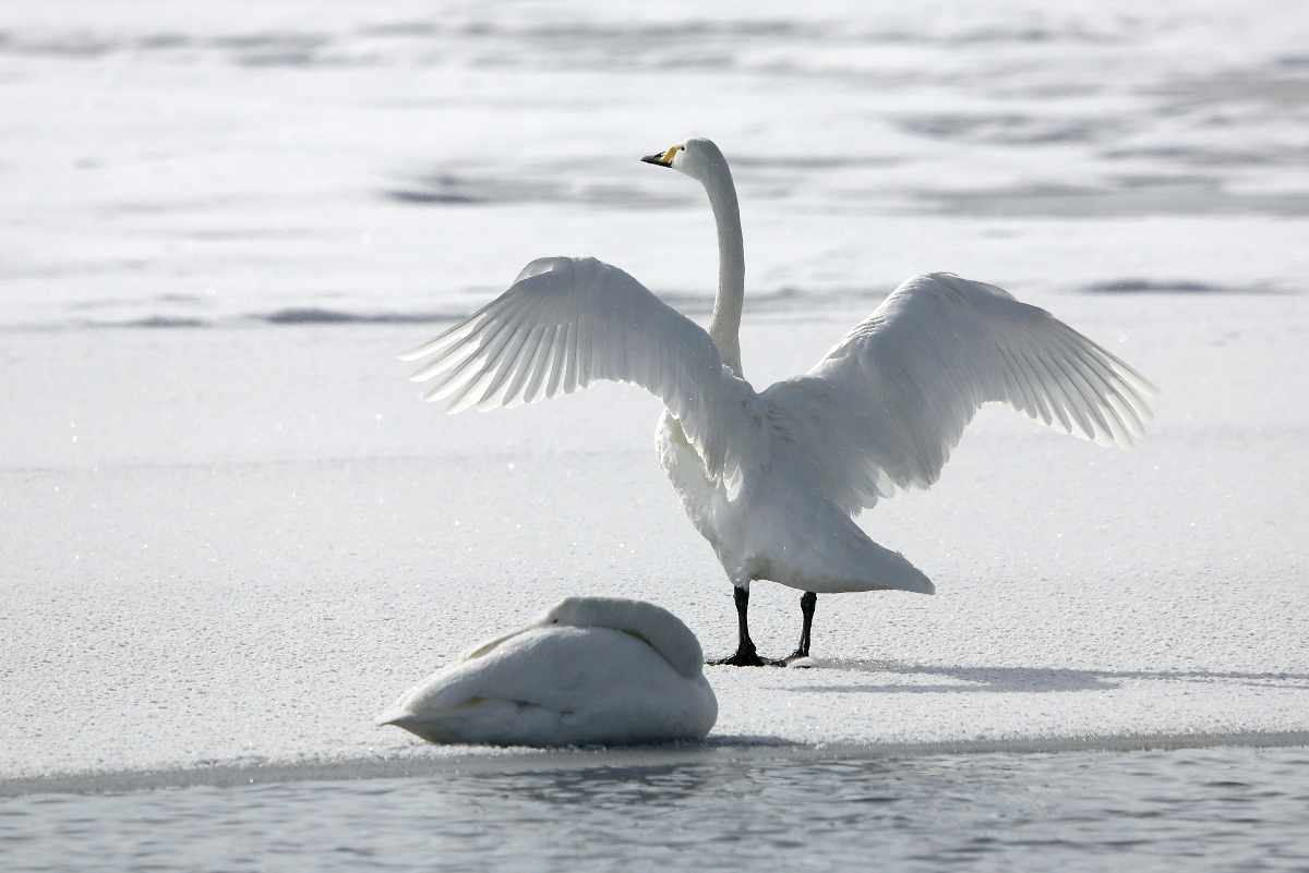 Singschwne am Tofutsu-See, Hokkaido, Japan, 07.02.2018