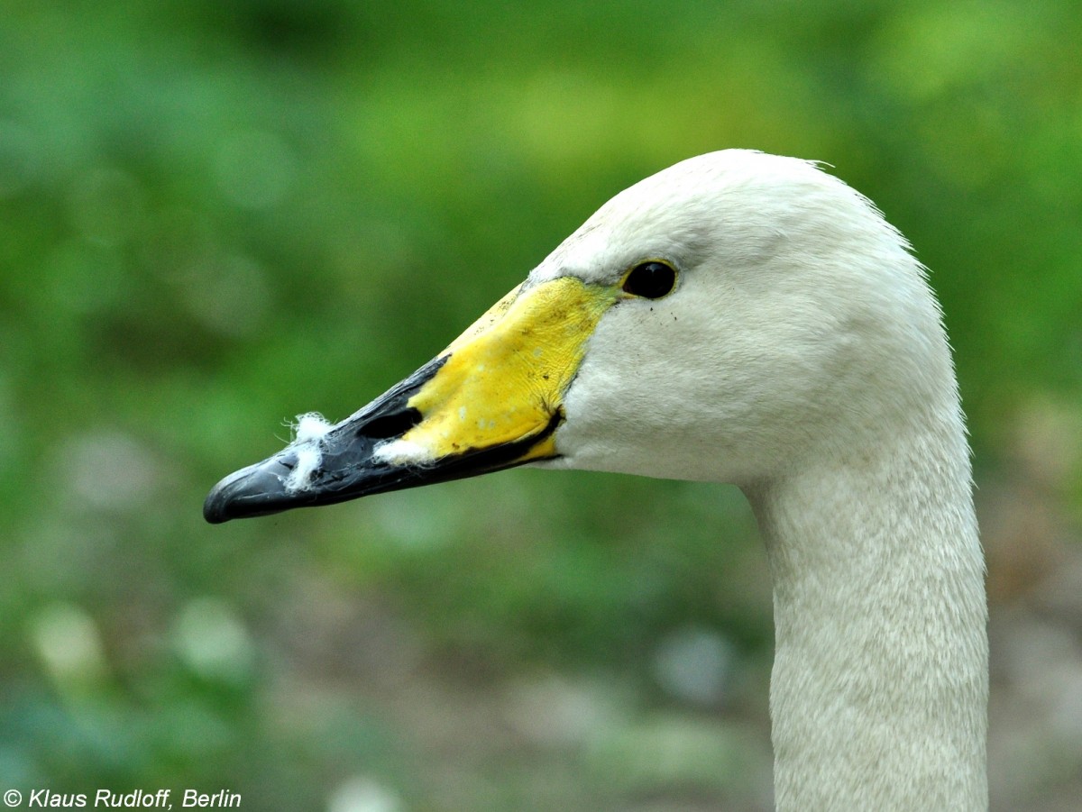 Singschwan (Cygnus cygnus) im Tierpark Berlin (August 2015).