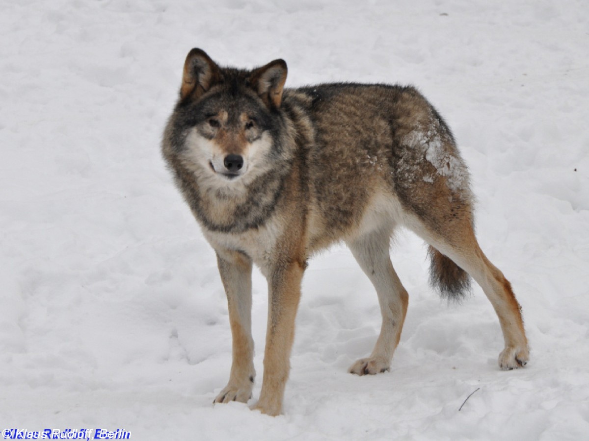 Skandinavischer Wolf (Canis lupus lupus) im Tierpark Berlin (2010).