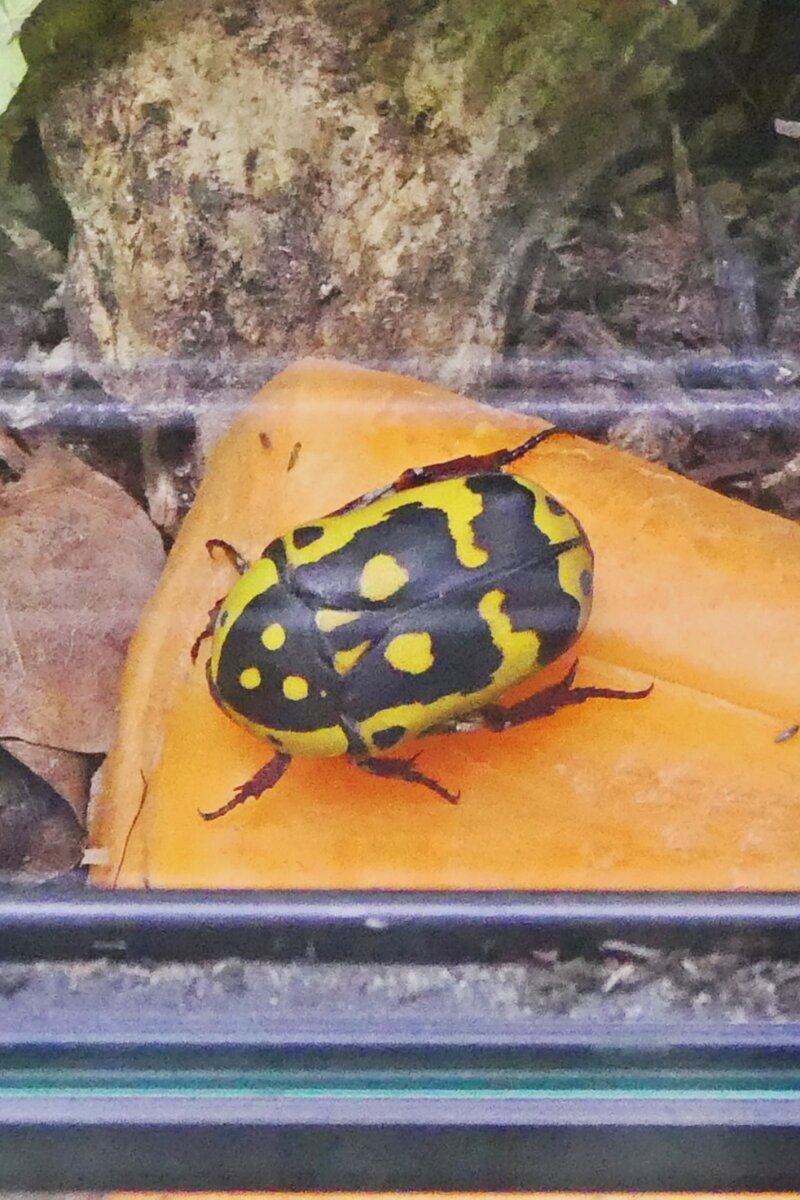 Skarab�usk�fer, (Pachnoda fissipuncta), lebt in Afrika), wird bis zu 3 cm gro�. Haus des Meeres in Wien. 07.05.2026