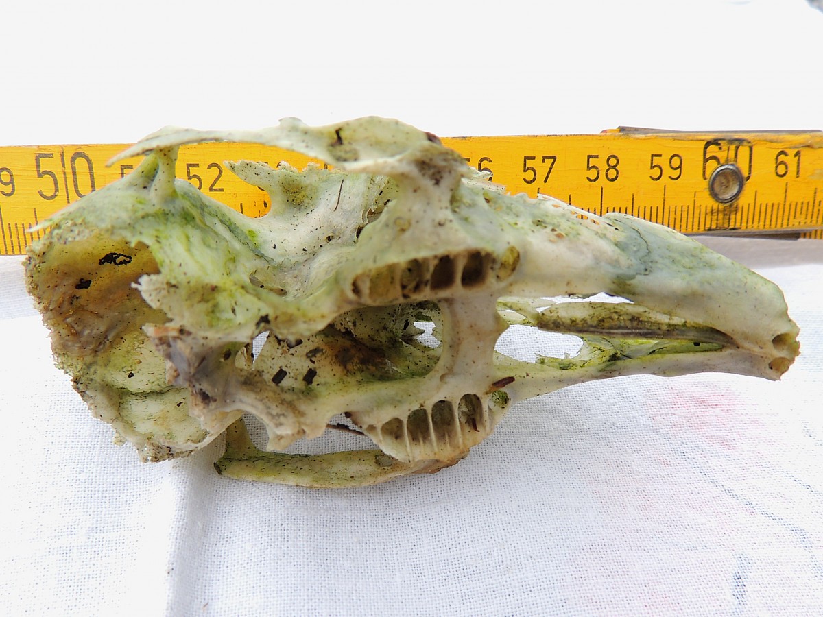 Skelettschädel gehört zu welchem Vogel/Tier? Interessant die 2x6Reihen Zähne (welche leider schon ausgefallen sind; Wer kann diesbezüglich Hinweise geben; besten Dank im Voraus;140913