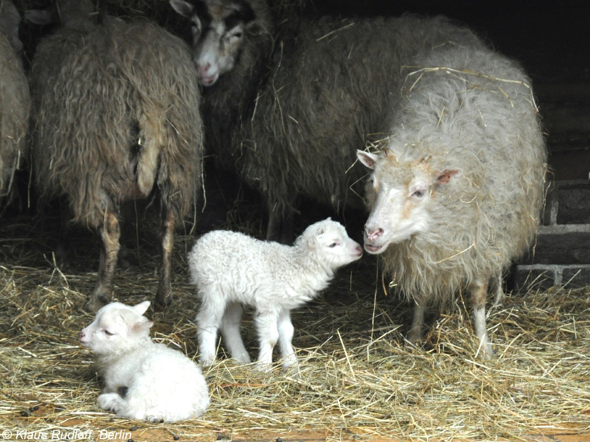 Skudde (Ovis orientalis f. aries). Weibchen mit Jungtieren im Tierpark Berlin