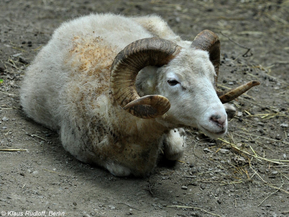 Skudde (Ovis orientalis f. aries). Bock im Zoo und Botanischen Garten Pilsen (Plzen, Juni 2015).