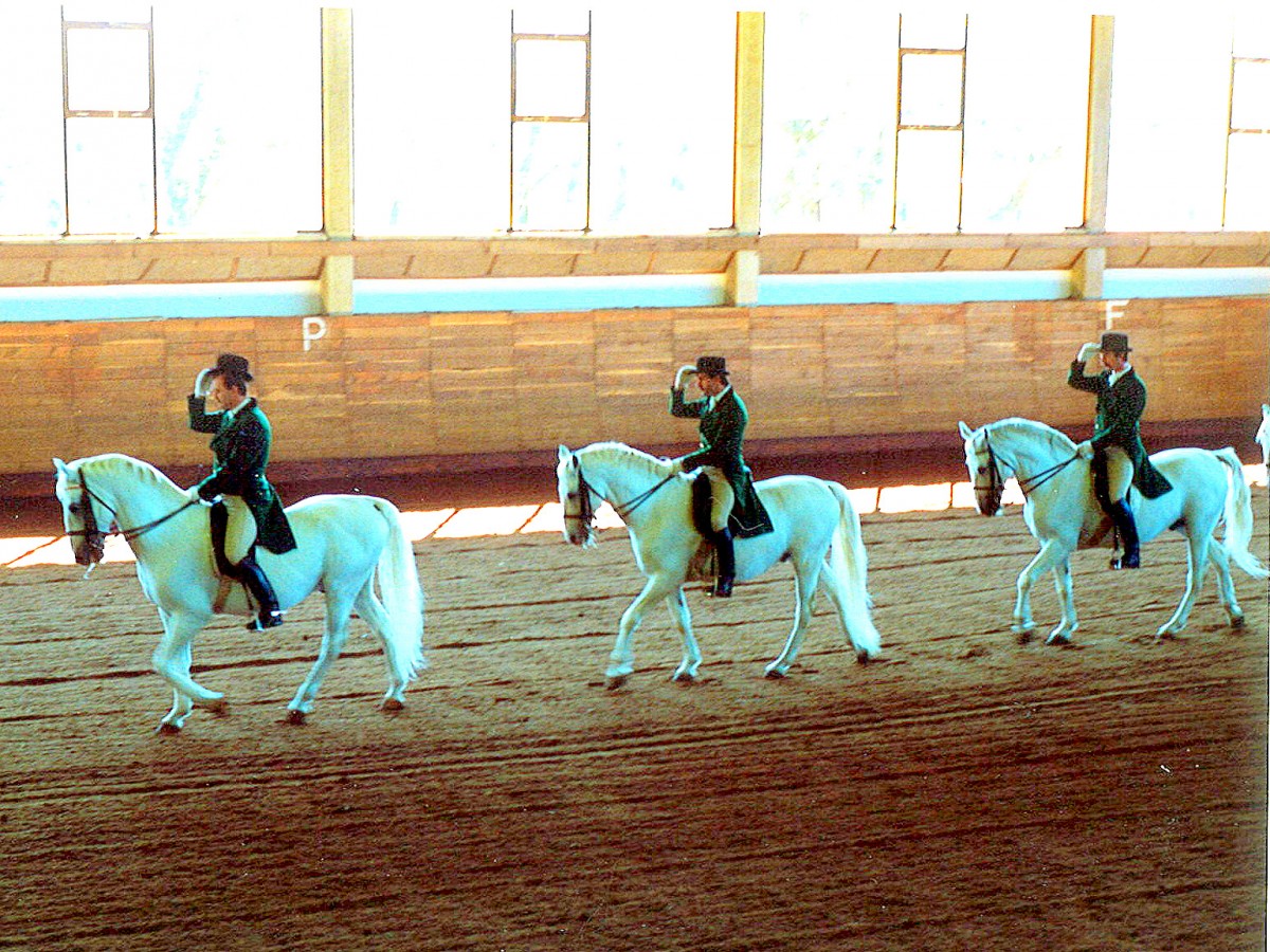 Slowenien, Lipica, Reitschule des Gestütes Lipica, Lipizzaner Pferde. Scan eines Dias aus dem Jahr 1990