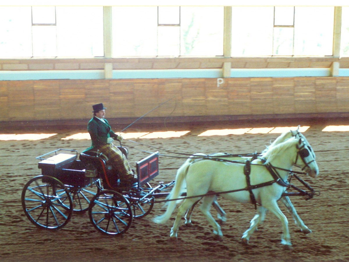 Slowenien, Lipica, Reitschule des Gesttes Lipica, Lipizzaner Pferde. Scan eines Dias aus dem Jahr 1990