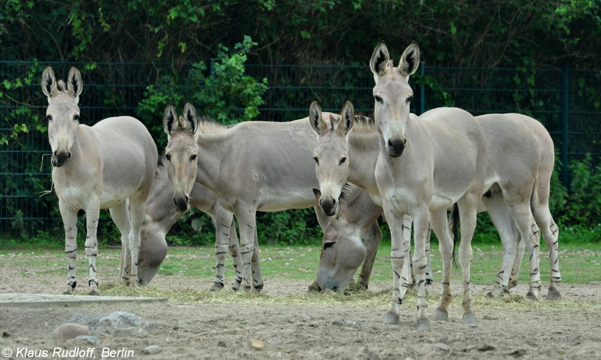 Somali-Wildesel (Equus africanus somalicus) im Tierpark Berlin.