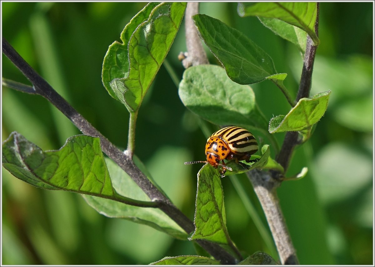 Sorgt beim Bauer nicht gerade fr Freude: Der Kartoffelkfer.
(12.06.2019)