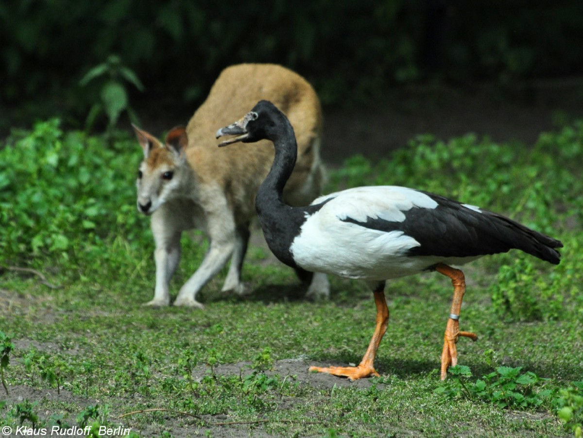 Spaltfugans (Anseranas semipalmata) im Tierpark Berlin. Im Hintergrund ein Sandwallaby oder Flinkes Knguru (Macopus agilis).