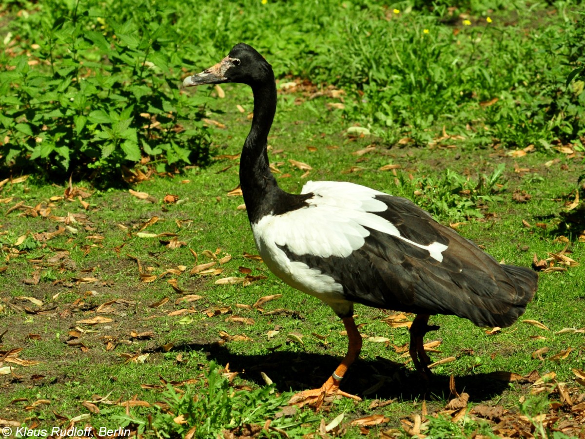 Spaltfussgans (Anseranas semipalmata) im Tierpark Berlin (Juli 2015).