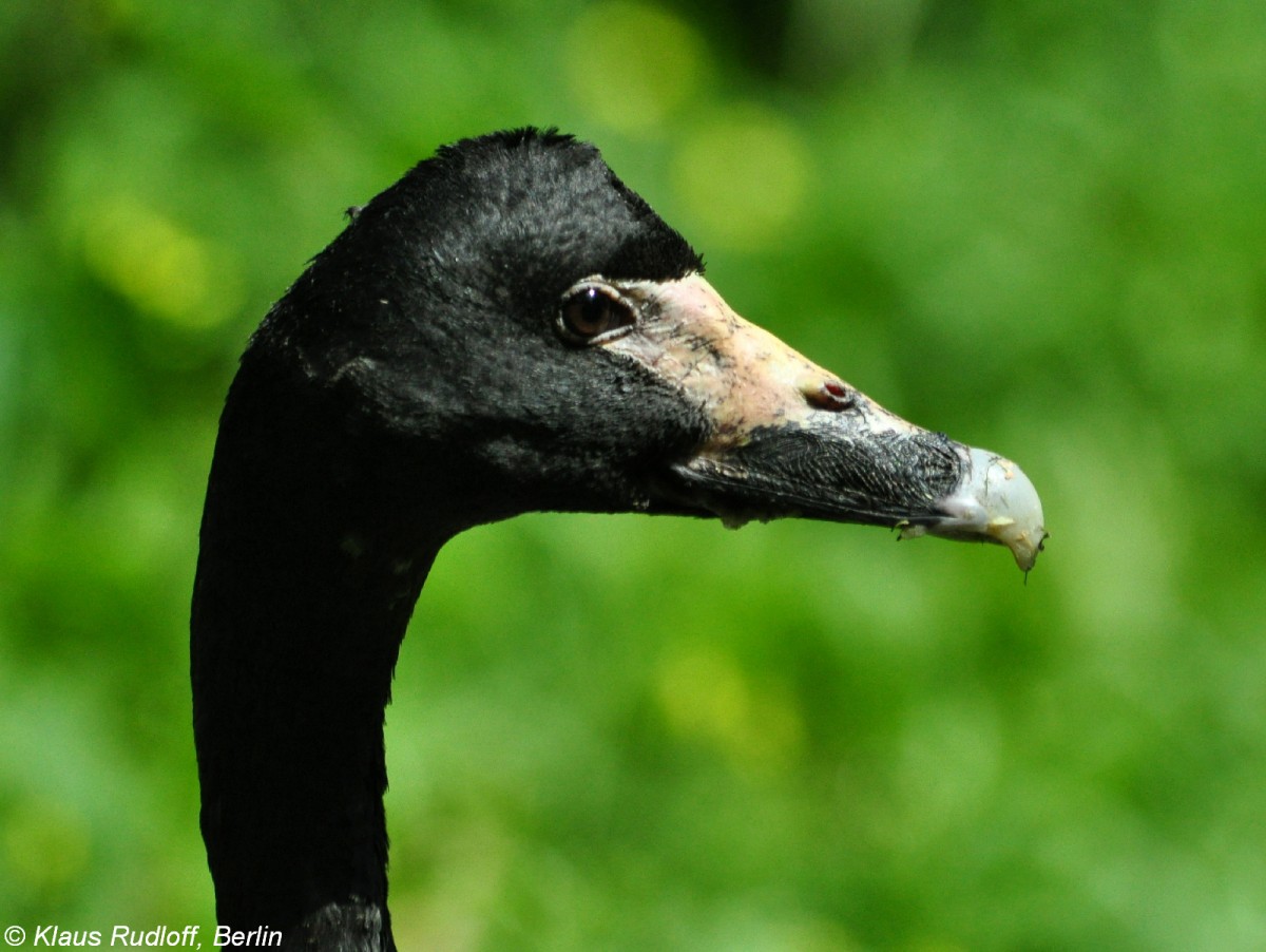 Spaltfussgans (Anseranas semipalmata) im Tierpark Berlin (Juli 2015).