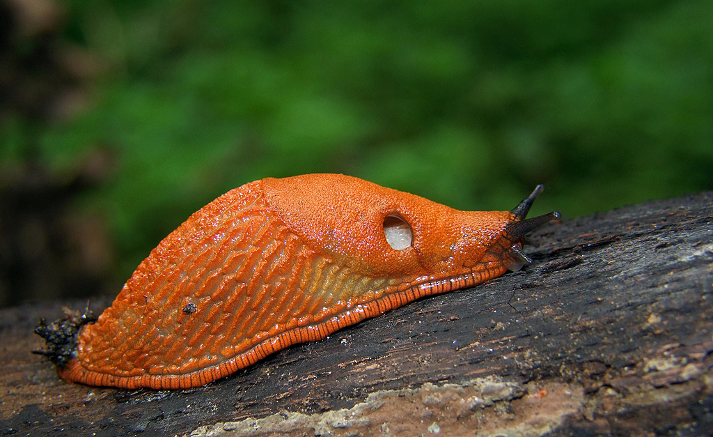 Spanische Wegschnecke