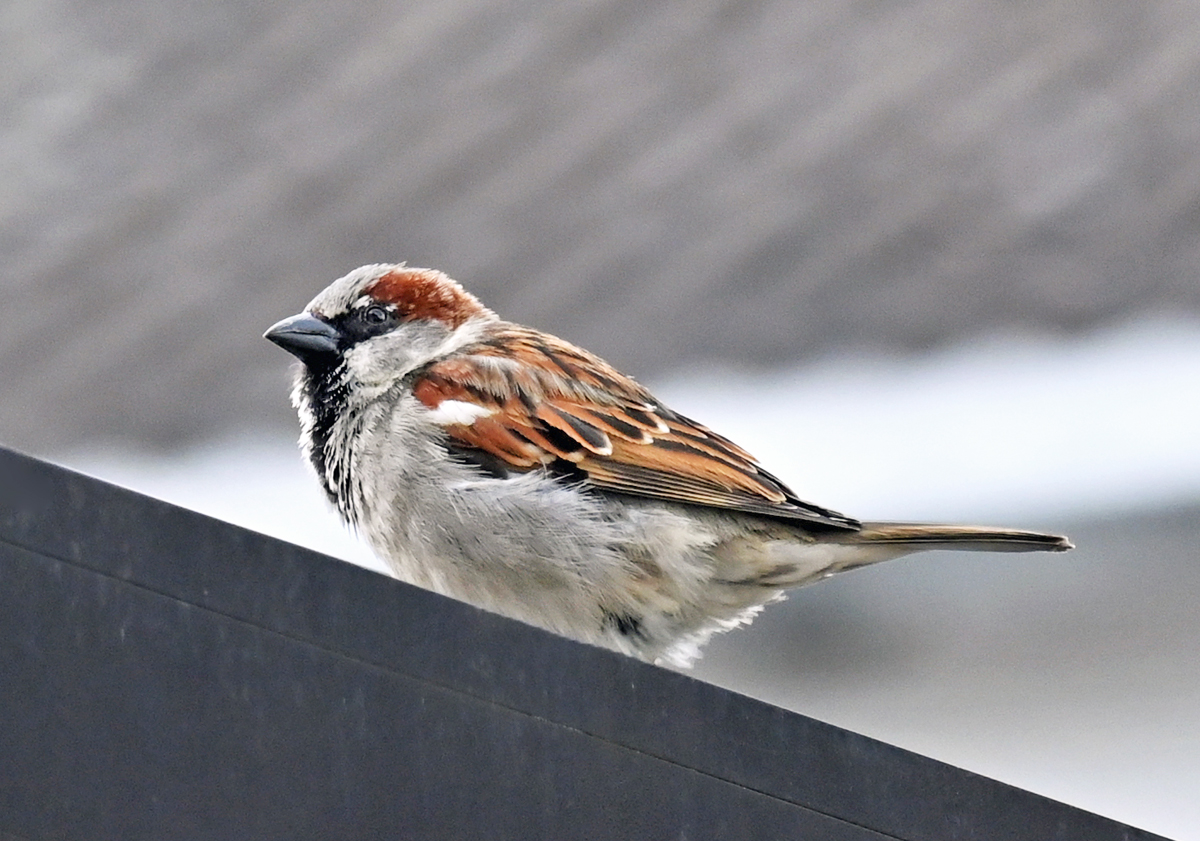 Spatz / Sperling auf einer Mauer bei Euskirchen - 15.04.2021