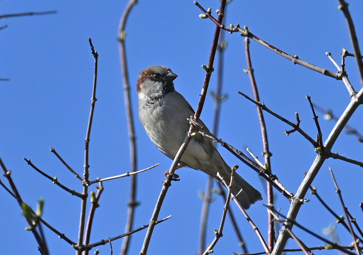 Spatz / Sperling im Gest eines Baumes - 24.03.2021