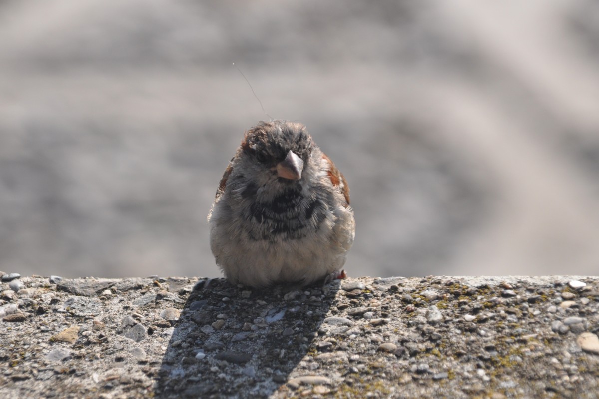 Spatz am Bodensee beim Betteln (ALLENSBACH, Landkreis Konstanz/Deutschland, 02.10.2014)