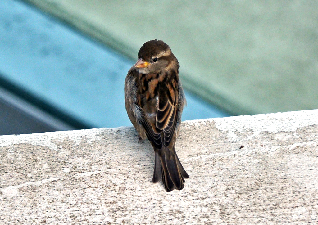 Spatz am Flughafen Kln - 19.10.2014