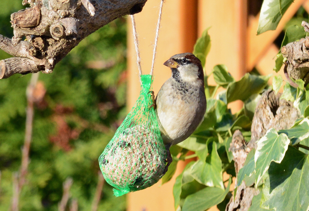 Spatz am Meisenkndel im Garten - 28.11.2014