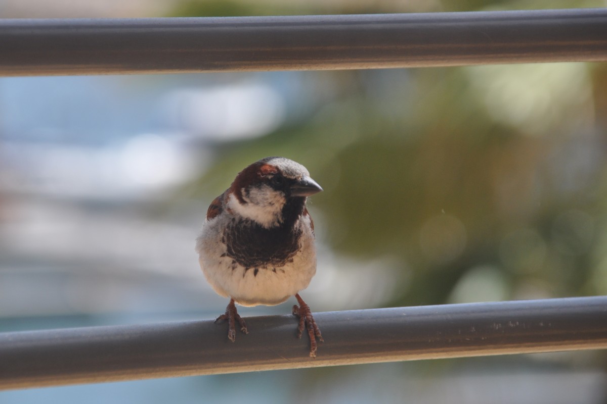 Spatz auf Balkongelnder in Praia da Rocha (PORTIMO, Distrikt Faro/Portugal, 07.05.2014)