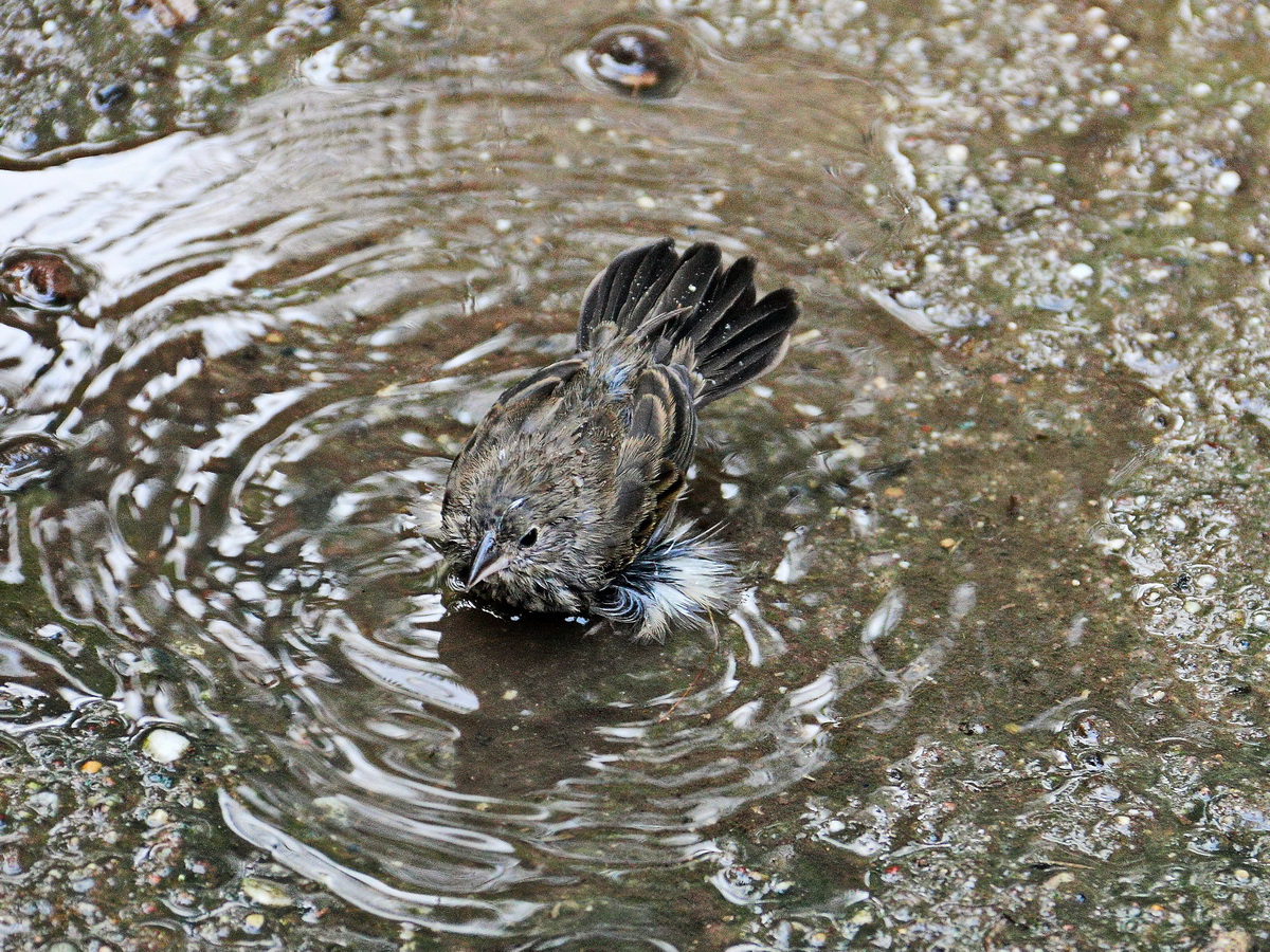 Spatz bei Badefreuden im Zoo von Leipzig am 10. Mrz 2017 im Gondwanaland am Baumwipfelpfad.

