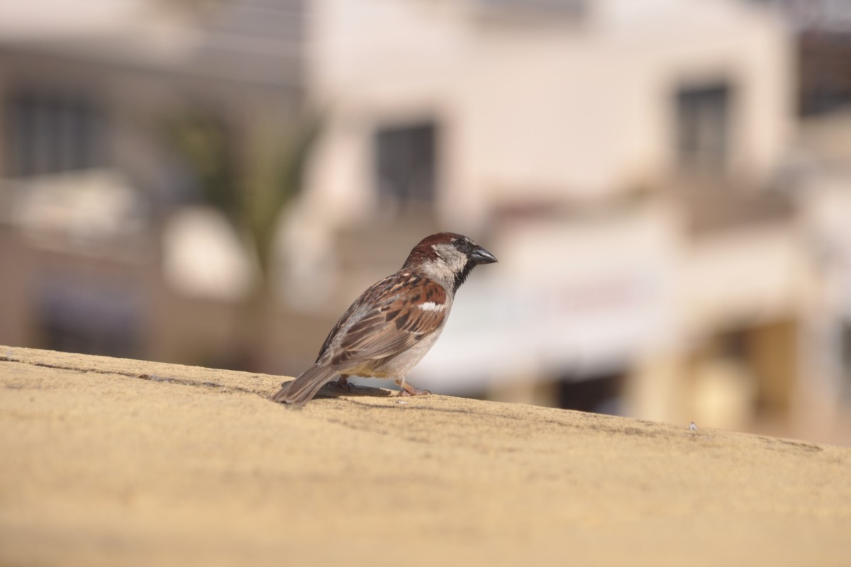 Spatz in Praia da Rocha (PORTIMO, Distrikt Faro/Portugal, 04.05.2014)