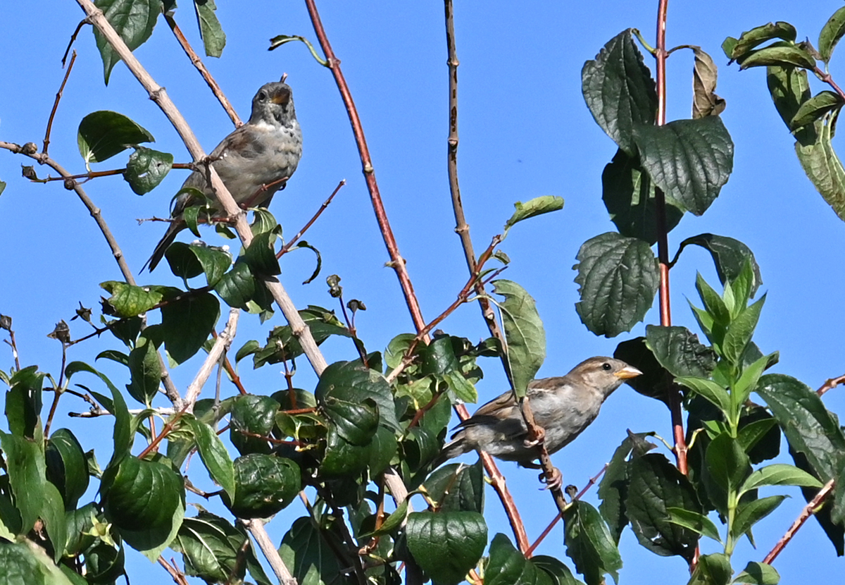 Spatzen im Gest eines Baumes - 07.09.2020