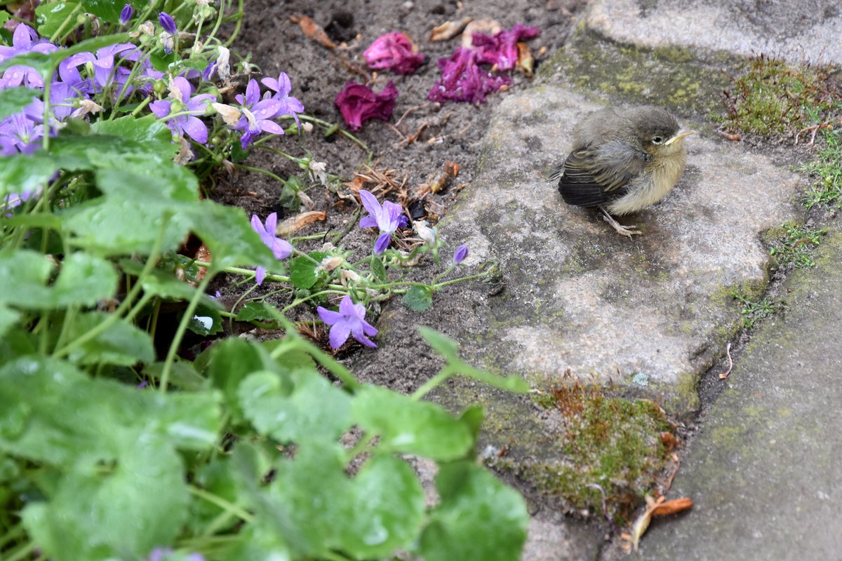 Spatzenjunges im Garten  (RHEINE, Kreis Steinfurt/Deutschland, 07.06.2017)