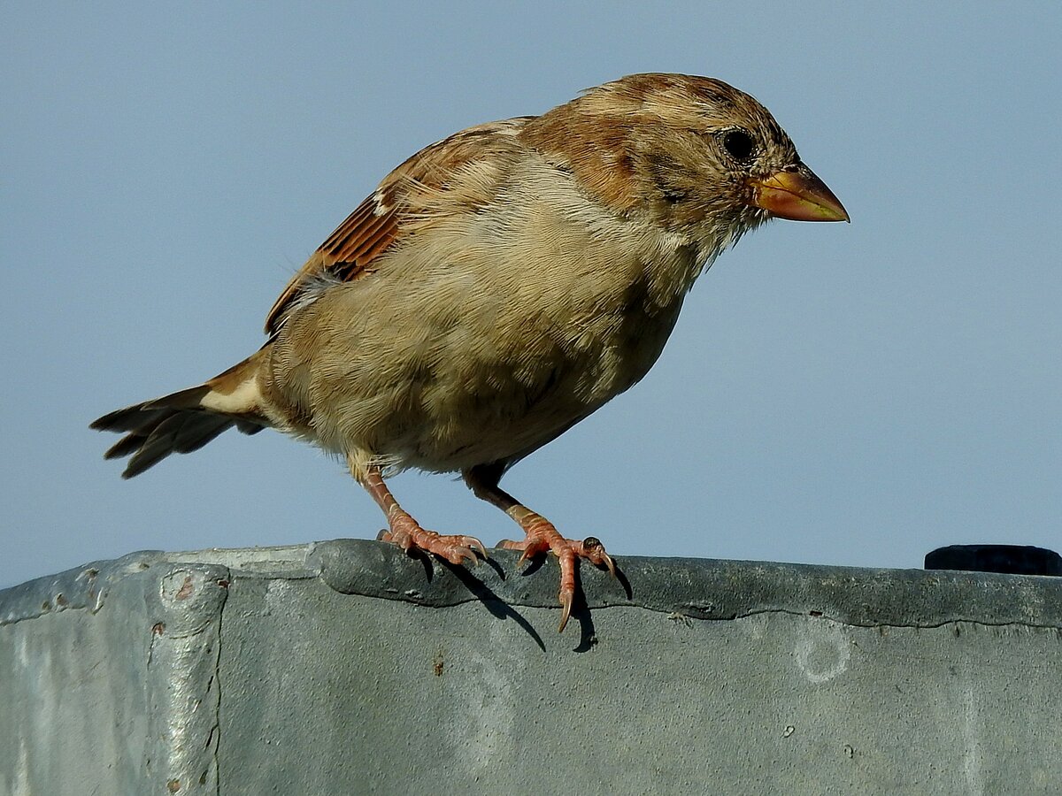 Sperling(Passeridae) berwacht von einer geschweiten, verzinkten Stahlkonstruktion die Umgebung; 180904