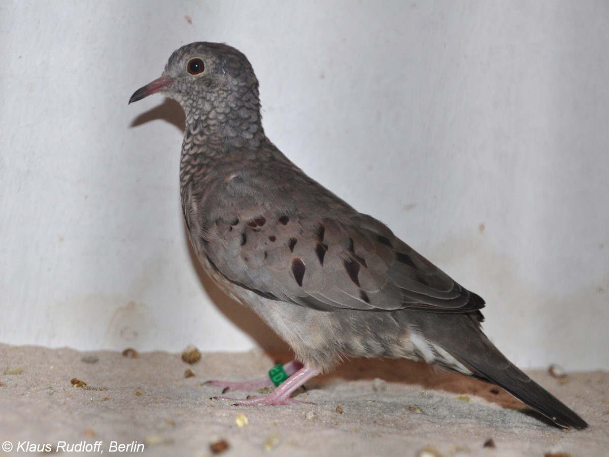 Sperlingstubchen (Columbina passerina) auf der Landesvogelschau Recklinghausen (Januar 2014).