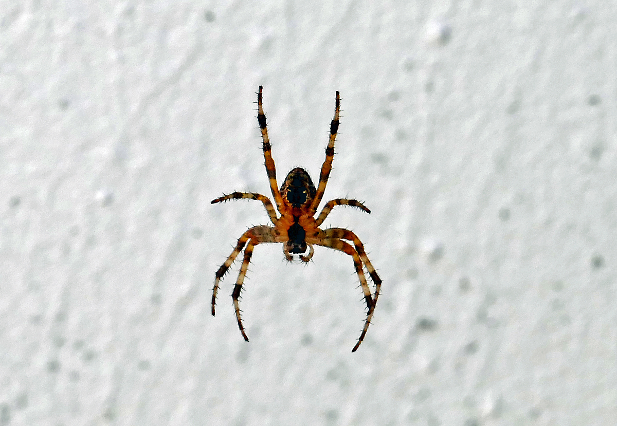 Spinne (evtl. Gartenkreuzspinne) im heimischen Garten - 30.08.2019