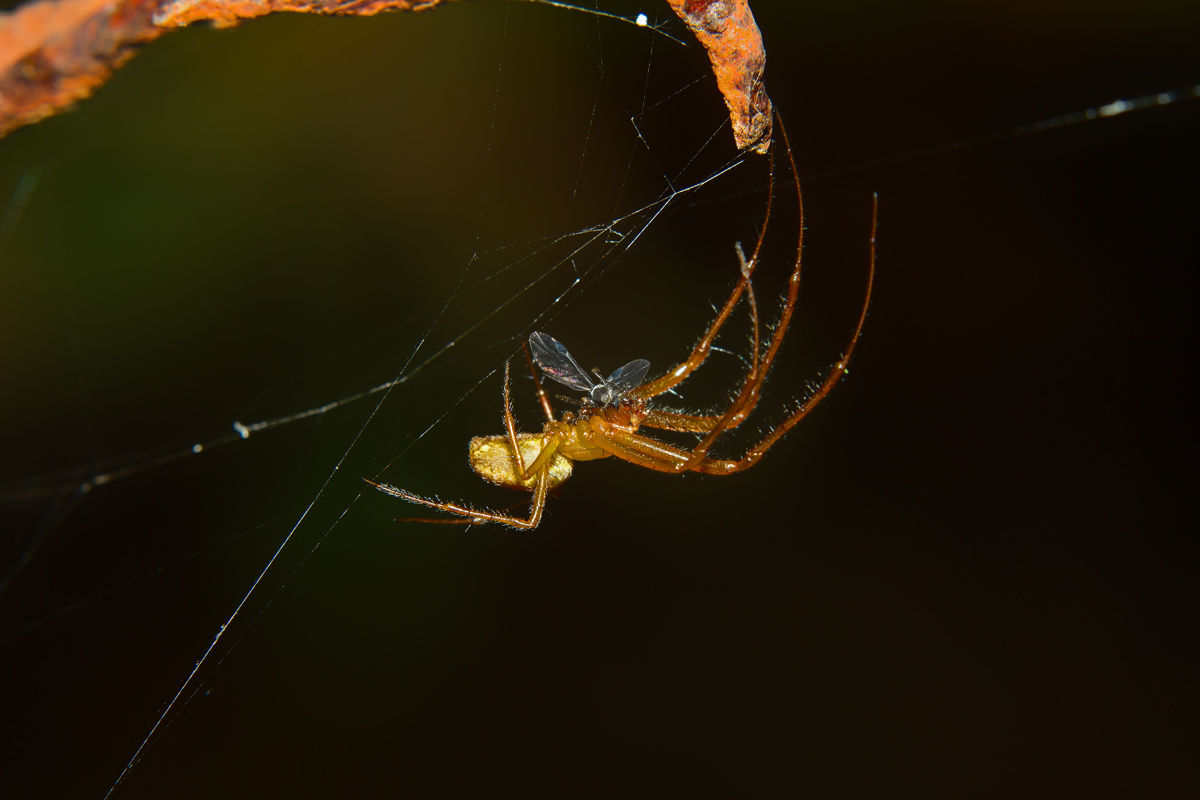 Spinne mit Beute. - 11.10.2013