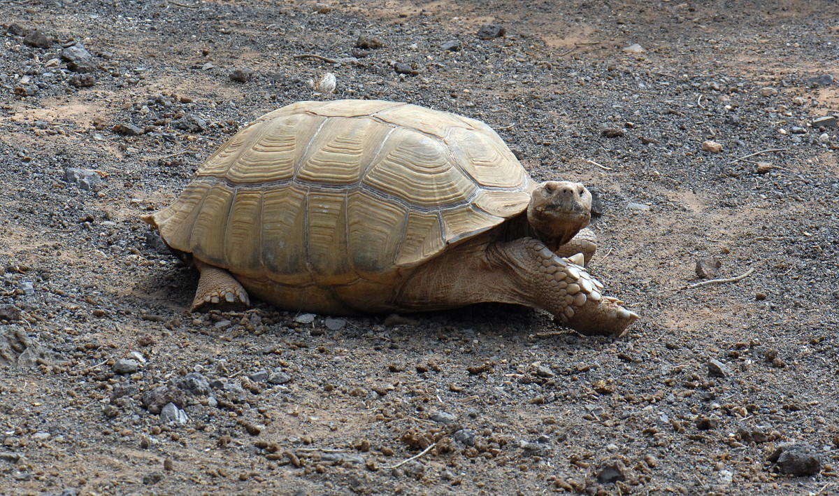 Spornschildkrte (Centrochelys sulcata) im Guinate Park, Lanzarote.

Aufnahmedatum: 1. Mai 2011.