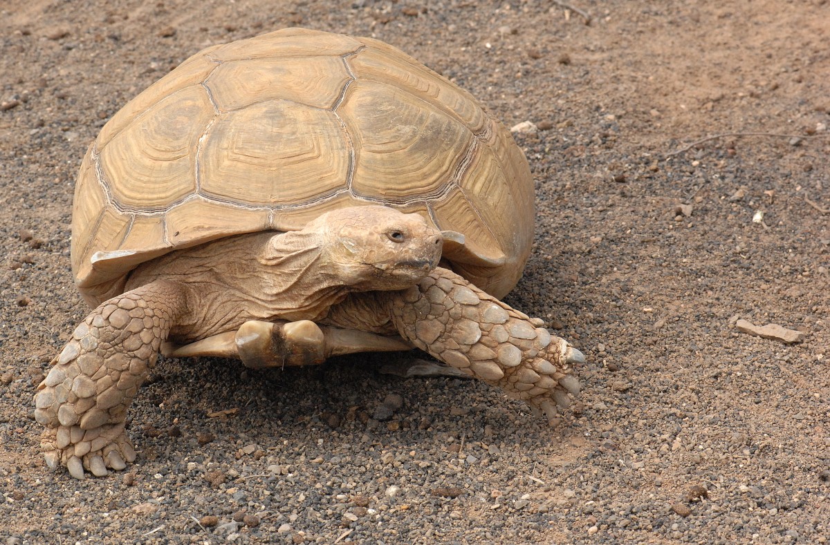 Spornschildkrte (Centrochelys sulcata) im Guinate Park, Lanzarote.

Aufnahmedatum: 1. Mai 2011.