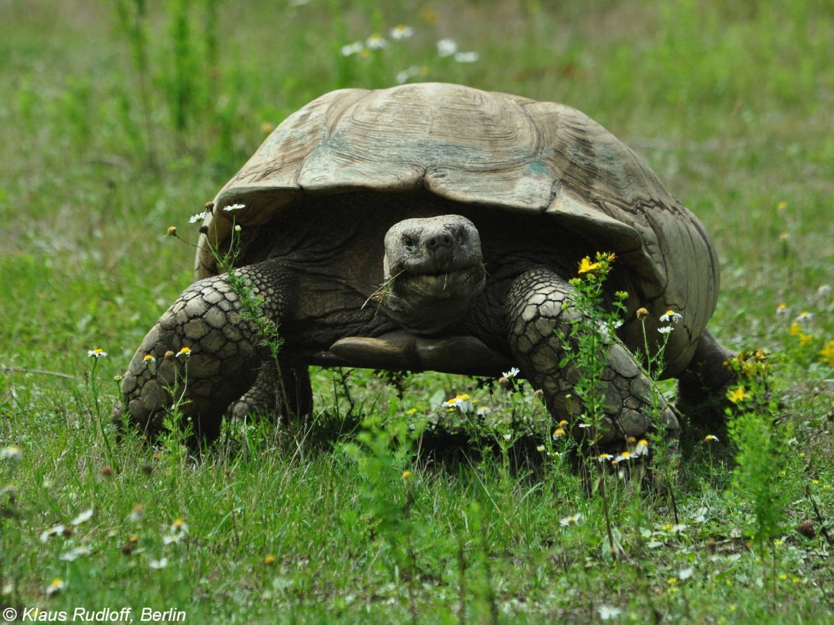 Spornschildkrte (Geochelone sulcata) im Tierpark Berlin.