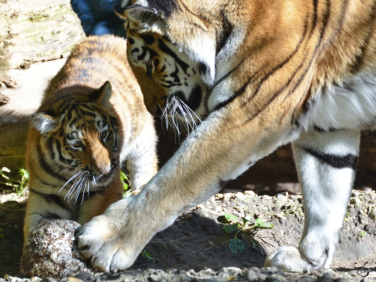 Sport und Spiel im Tigerrevier. (Zoo Duisburg, Oktober 2011)