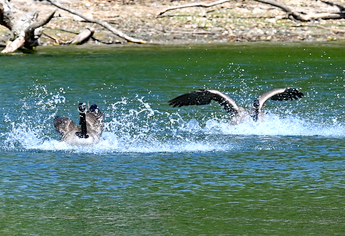 Spritzige Kanadaganslandung im Zlpicher See - 09.05.2021