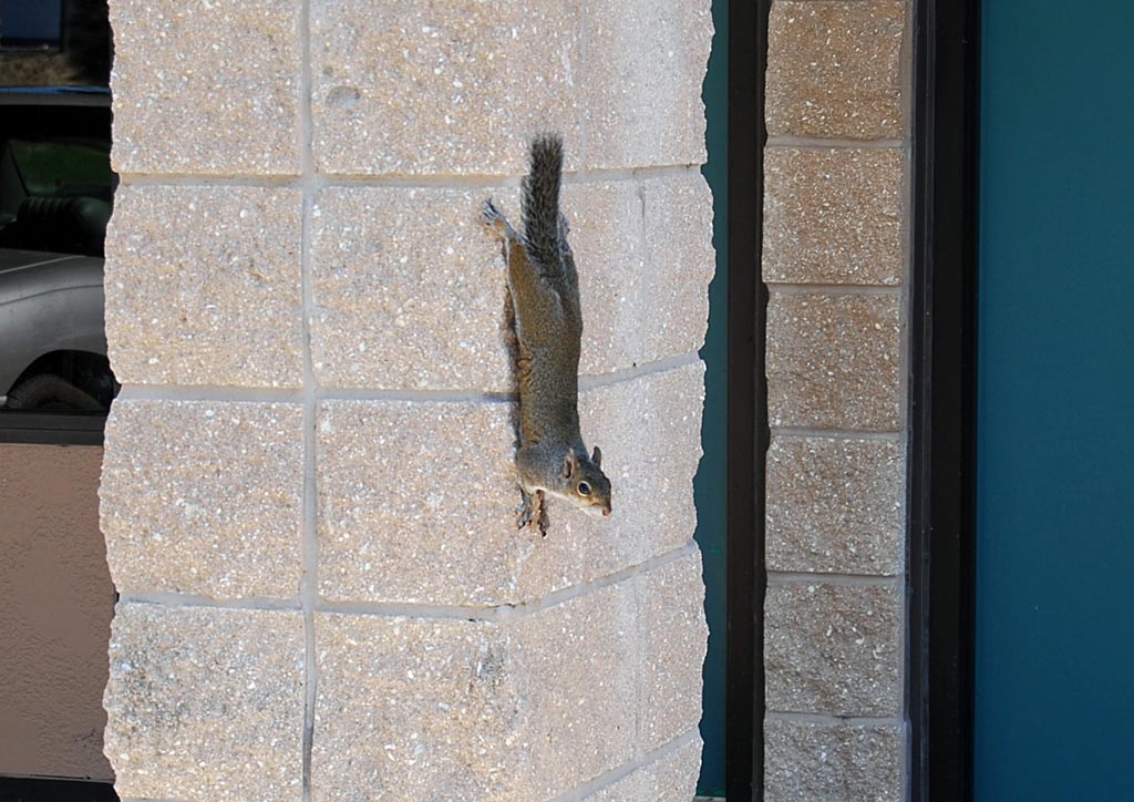  Squirrel  als Mauerknstler in Lakeland/Florida - 22.04.2007