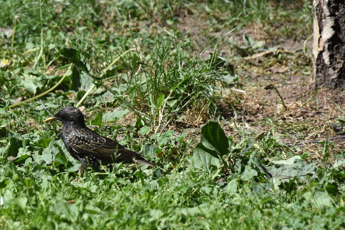 Star an der Akerselva (OSLO/Norwegen, 01.06.2018)