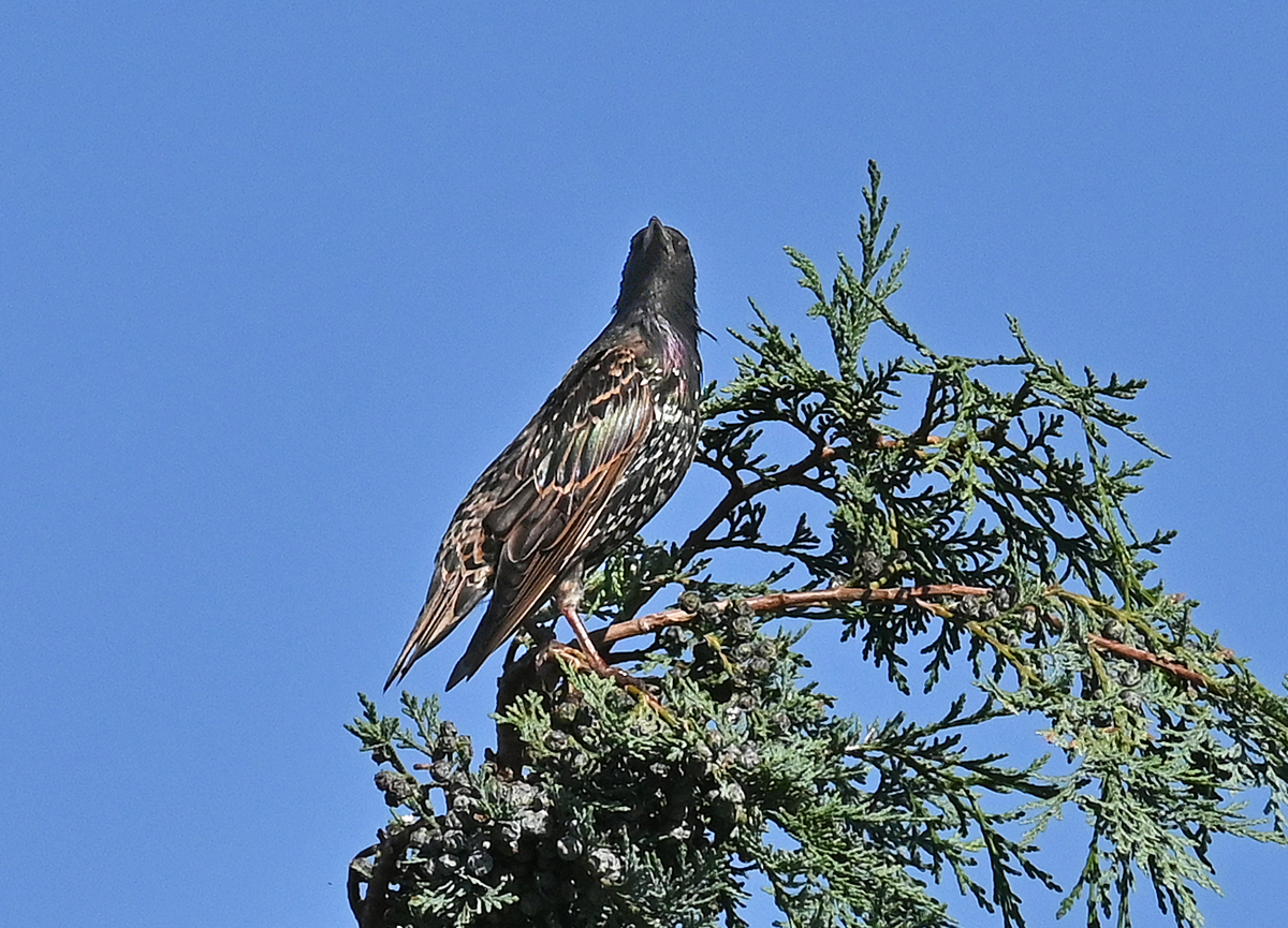 Star auf Baumspitze im Garten - 04.08.2021