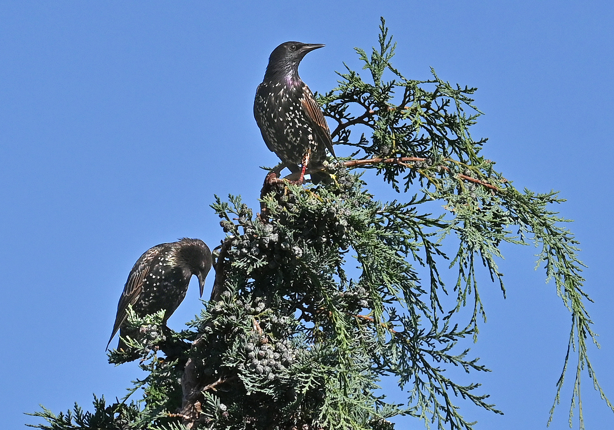 Stare auf Baumspitze im Garten - 14.08.2021