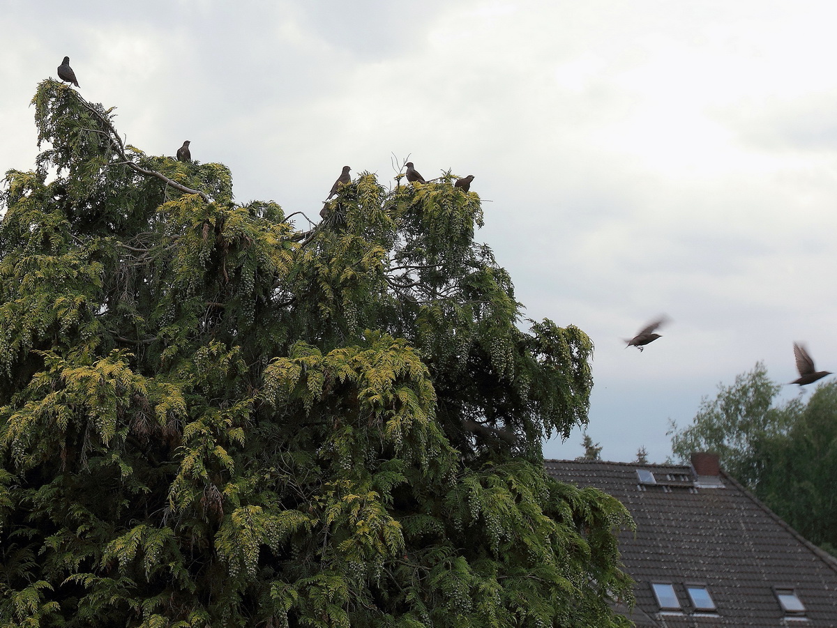 Stare bewegen sich ganzjhrig in Trupps und ein kleiner Trupp besuchte auch uns hier in Berlin Rudow am 27. Mai 2015.