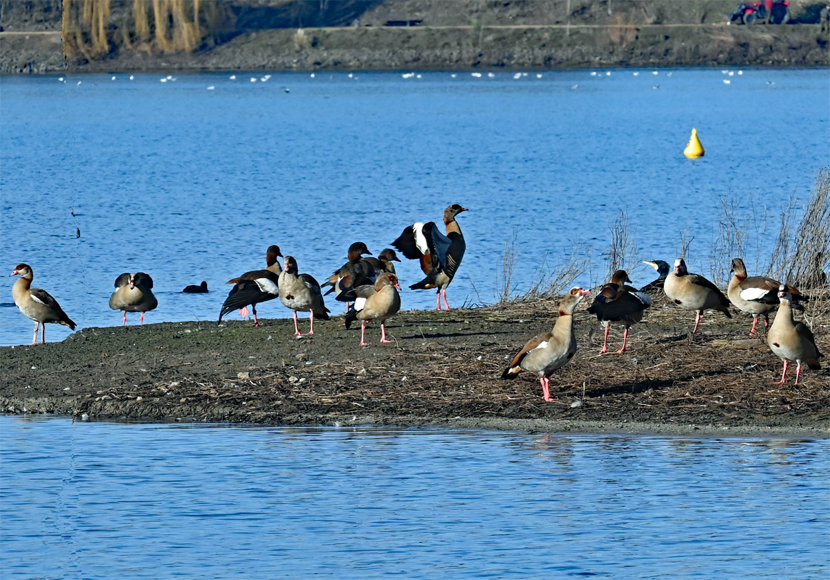 Stark frequentierte Vogelinsel im Zlpicher See mit Kormoranen, Nilgnsen, Blsshhnern im Wasser und (nicht auf dem Bild), Schwnen, Fischreiher und Graugnsen. 11.01.2022