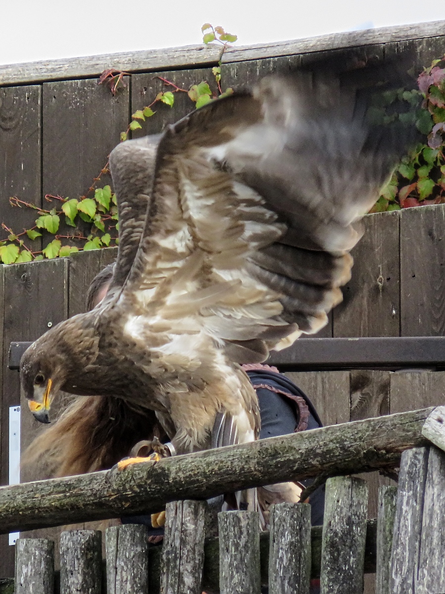 Startender Adler bei der Flugschau im Zoo d'Amneville, 26.9.2017