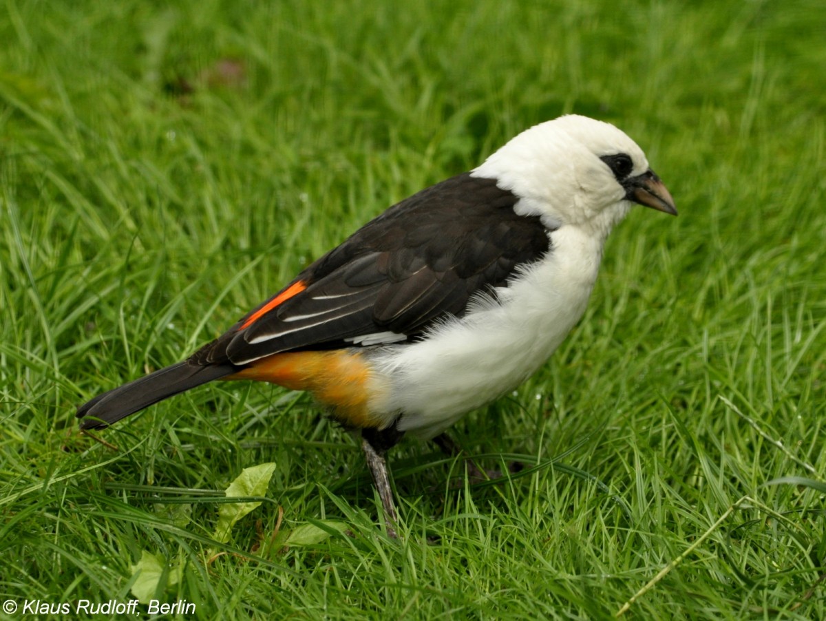 Starweber oder Bffelweber (Dinemellia dinemelli) im Zoo Berlin (2012).