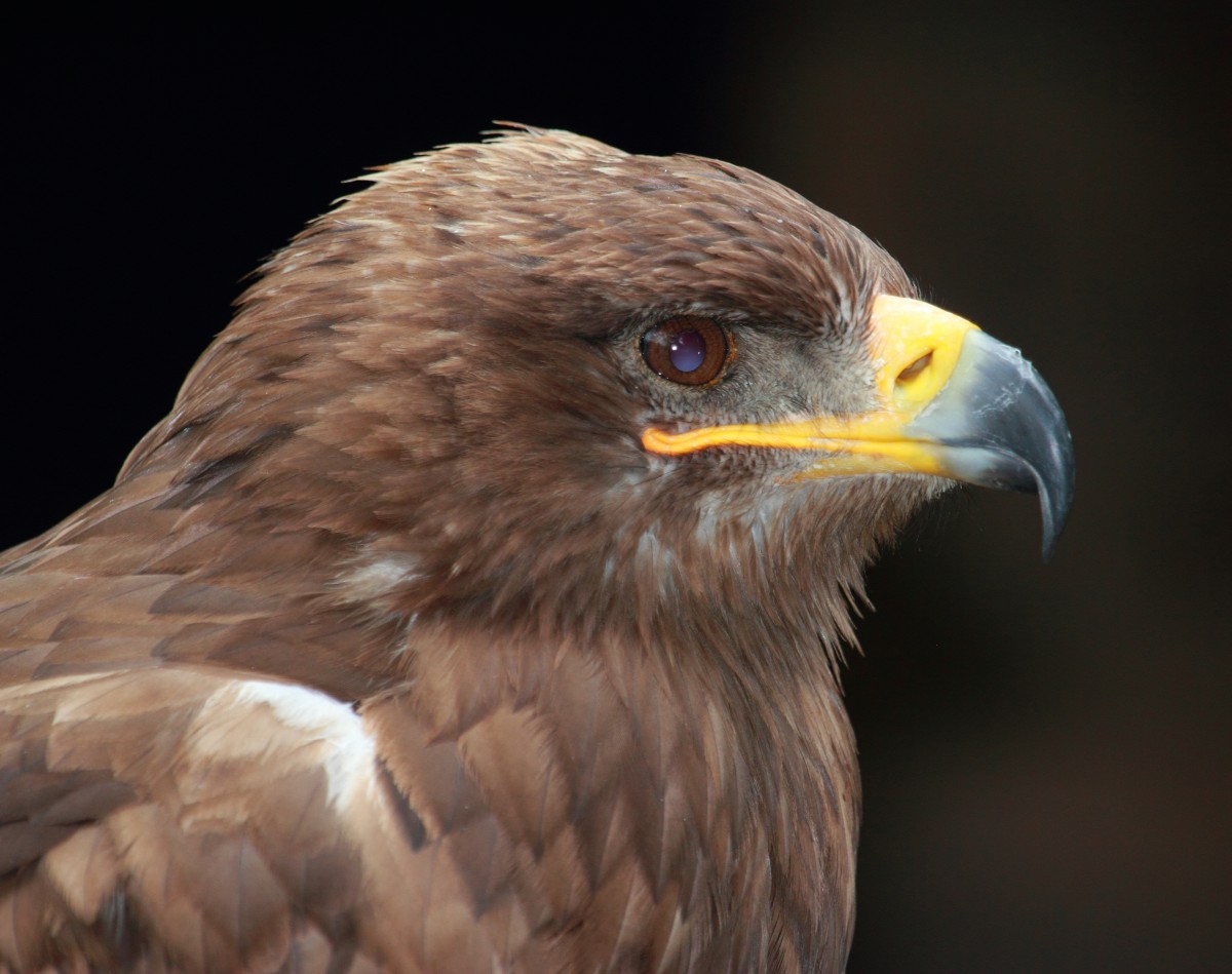 Steinadler in Tambach am 04.10.2015.