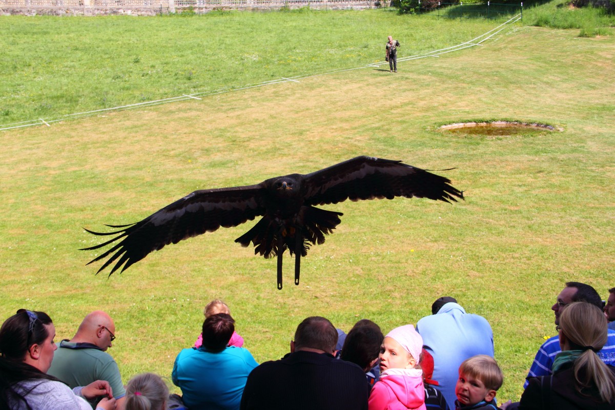 Steinadler in Tambach am 14.05.2015.